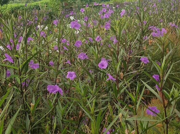 בית מלון כפרי Sai Yok Noi Blue Mountain Resort