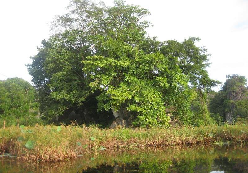 پانسیون Lys Homestay