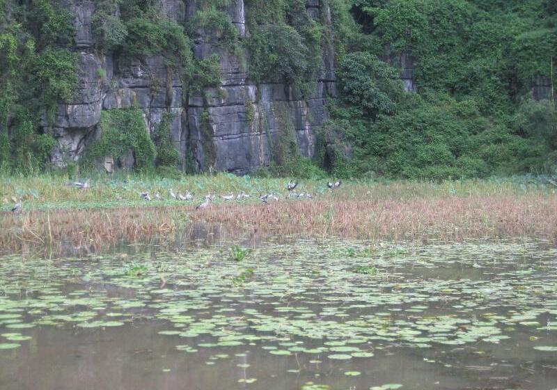 پانسیون Lys Homestay