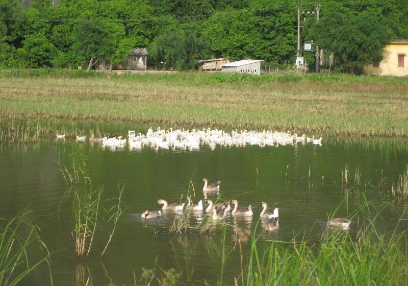 پانسیون Lys Homestay