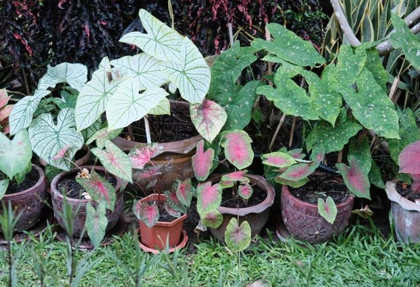 ホテル Seashell Resort Hostel Koh Tao