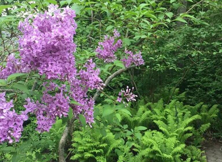 ベッドアンドブレックファースト Elms Of Camden