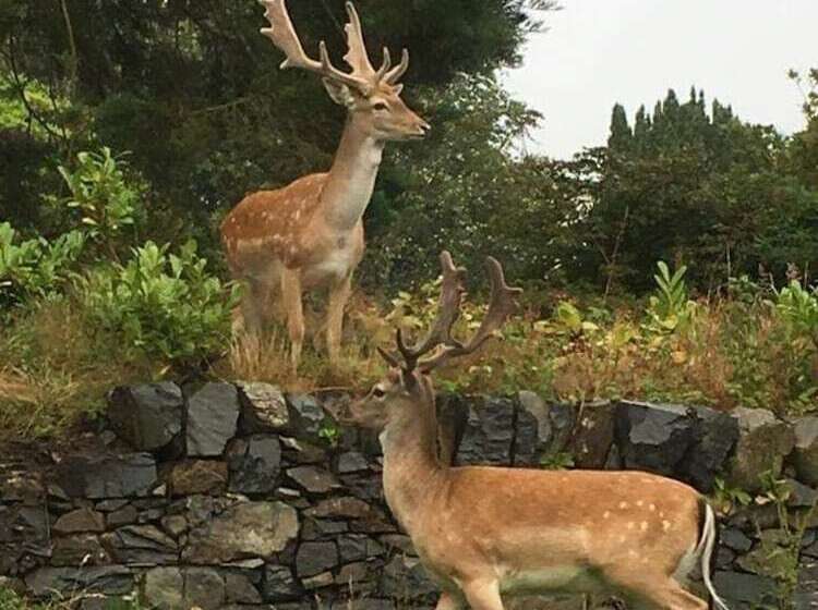 Birch Lodge 19 With Hot Tub