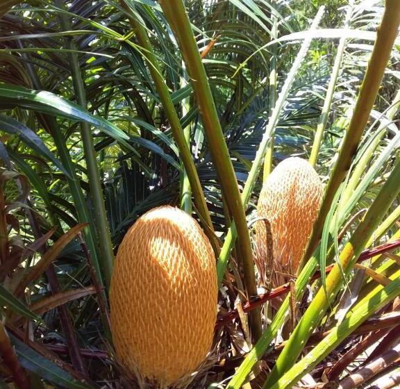 בית מלון כפרי Beautiful Flower Resort