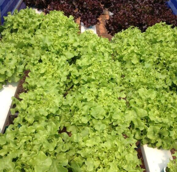 فندق Go Green Resort