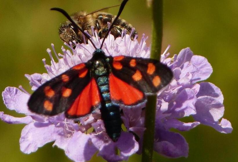 펜션 Gîte Auberge Les Terres Blanches De Méolans
