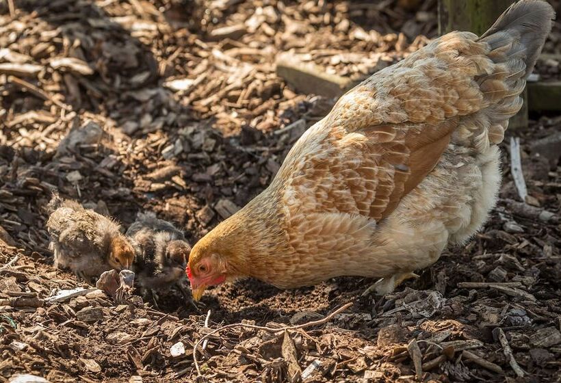 Beau Vallon Holiday Apartments