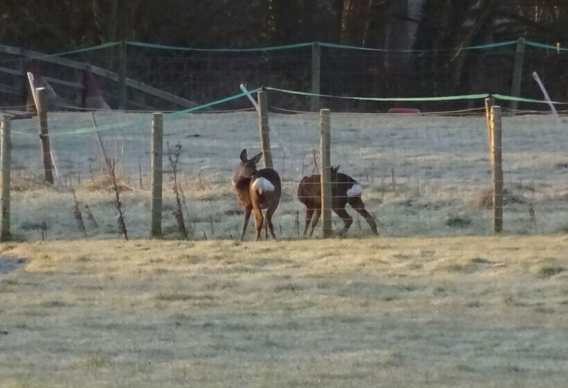 צימר Saxon Villa