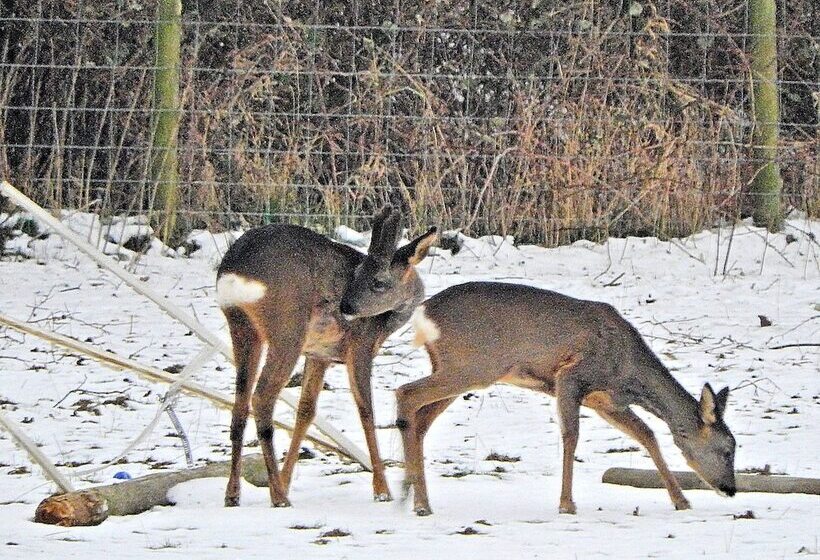 צימר Saxon Villa