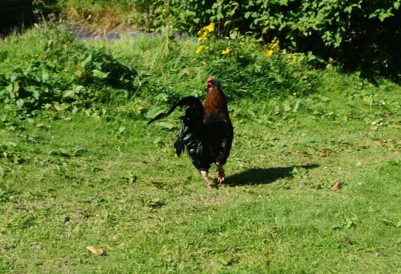 צימר Toadhall Rooms