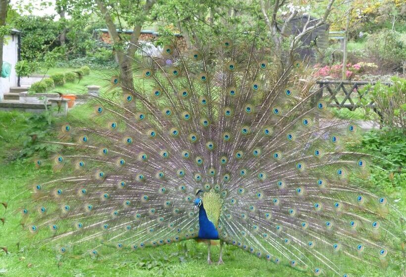 צימר Toadhall Rooms