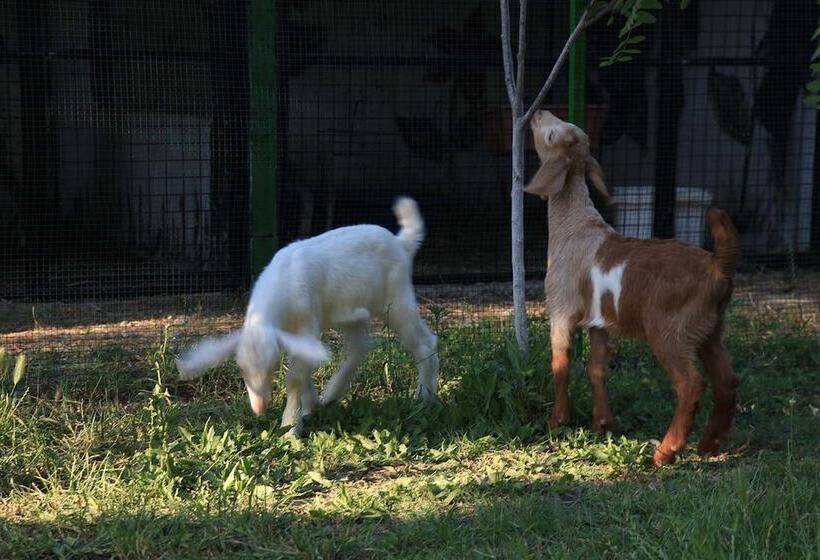 هتل Otantik Tas Ev