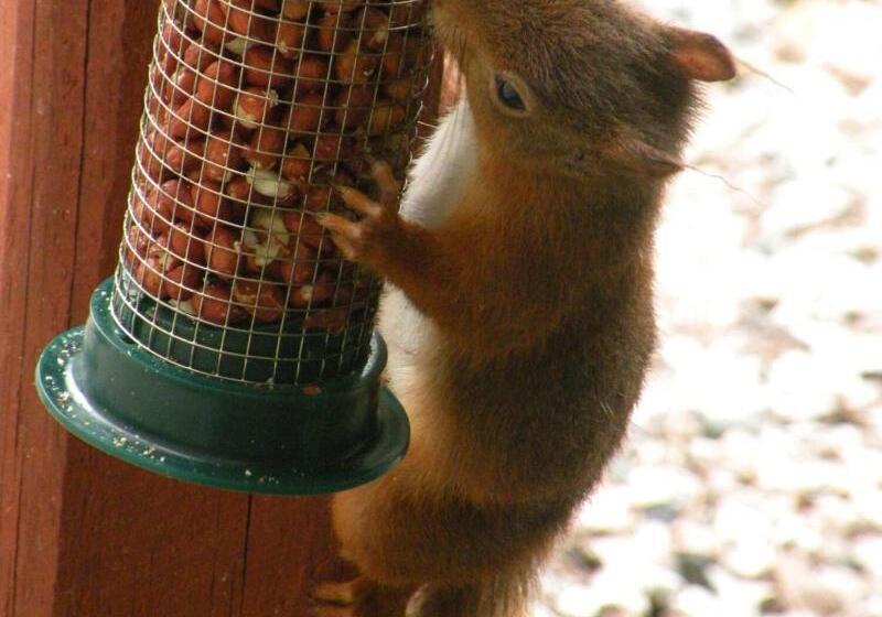 بنسيون Thistle House Guest House