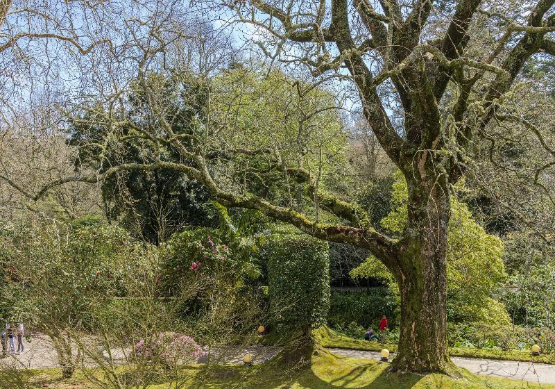 فندق Terra Nostra Garden