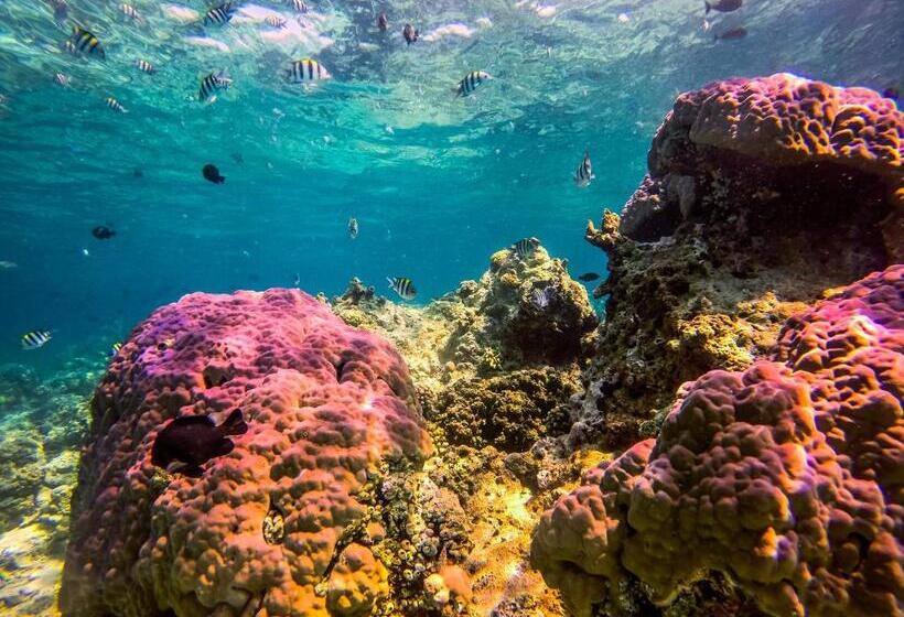 ユースホステル Dpm Koh Tao Diving Hotel & Bar