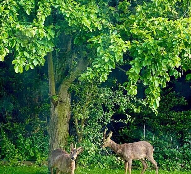 Bed and Breakfast Ruswarp Hall Whitby