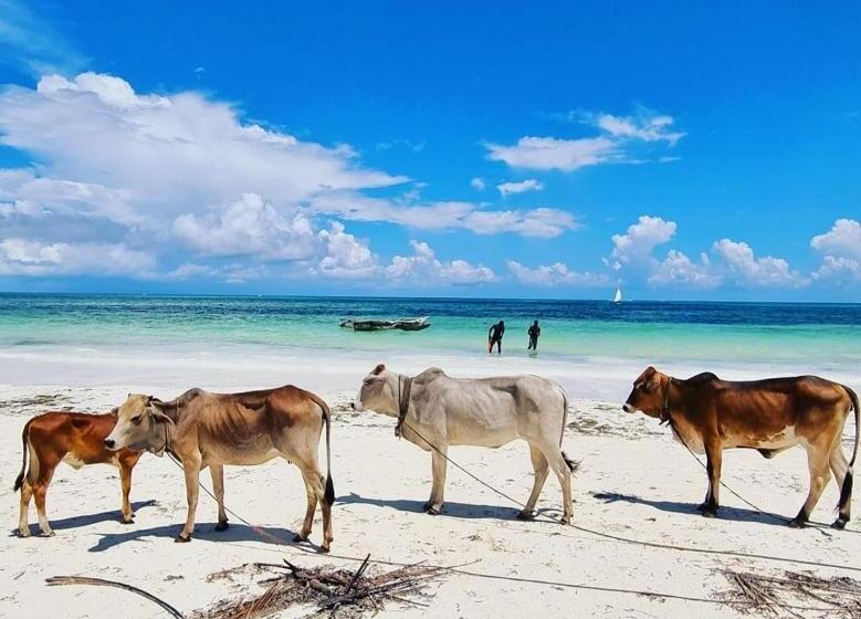 酒店 Sipano Beach Lodge Kiwengwa