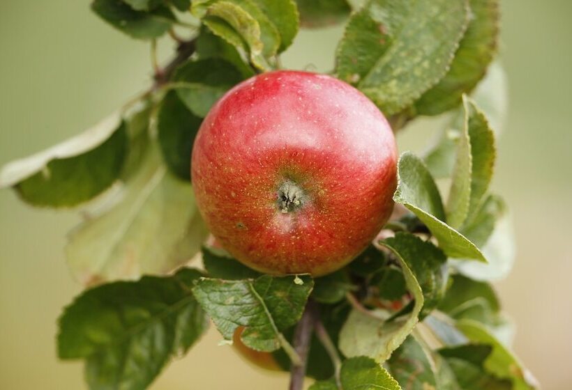 Mälarhusen Semesterby österlen   Stugor & Gårdssviter
