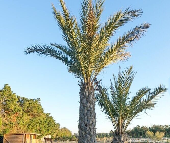 펜션 Abri Cosy   Suite Romantique En Camargue