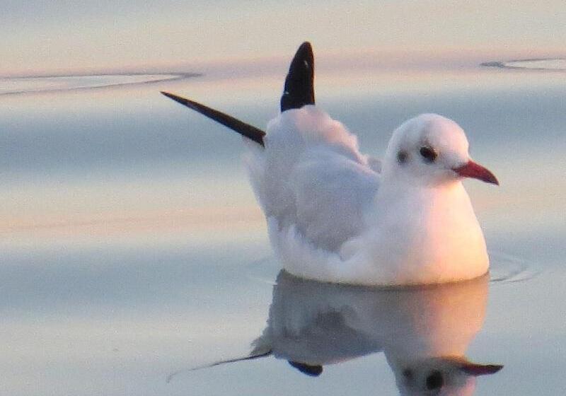 펜션 Ambassador Guest House Bed And Breakfast