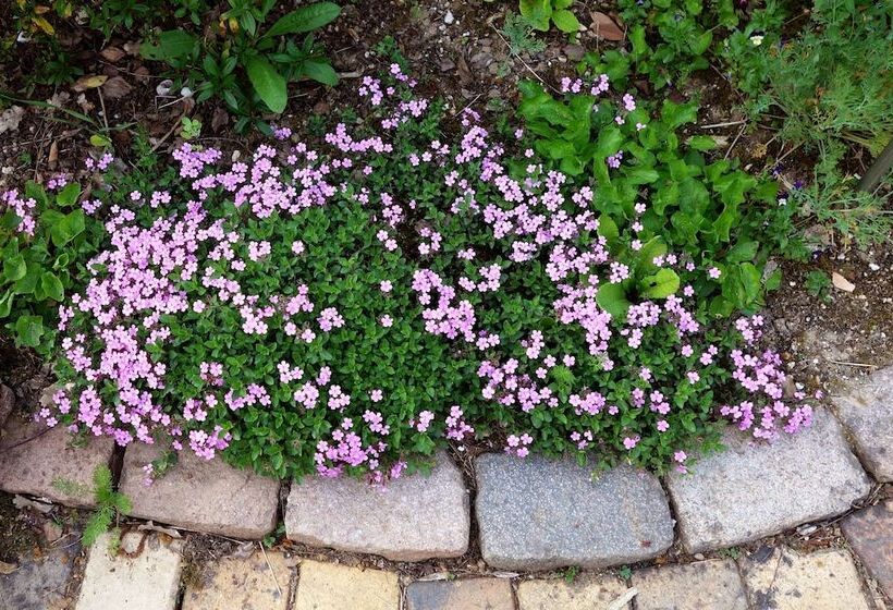 پانسیون Les Jardins De Camelot