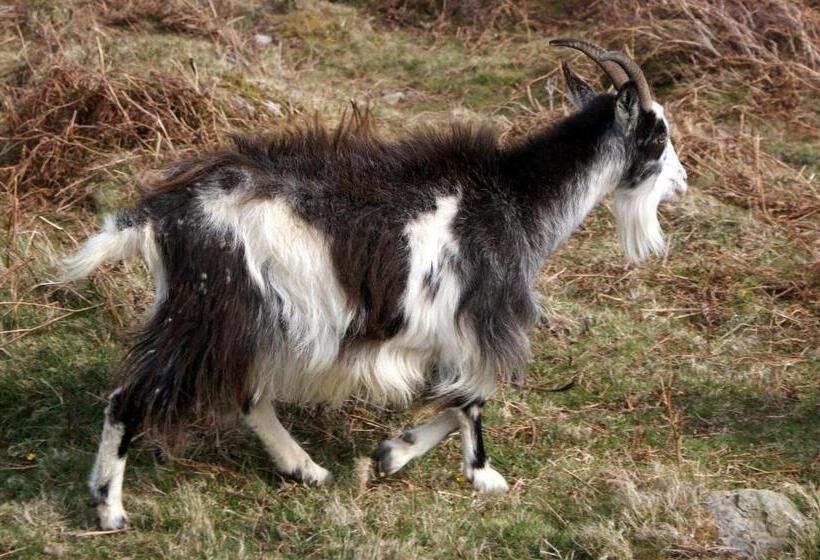 ベッドアンドブレックファースト Longmead House