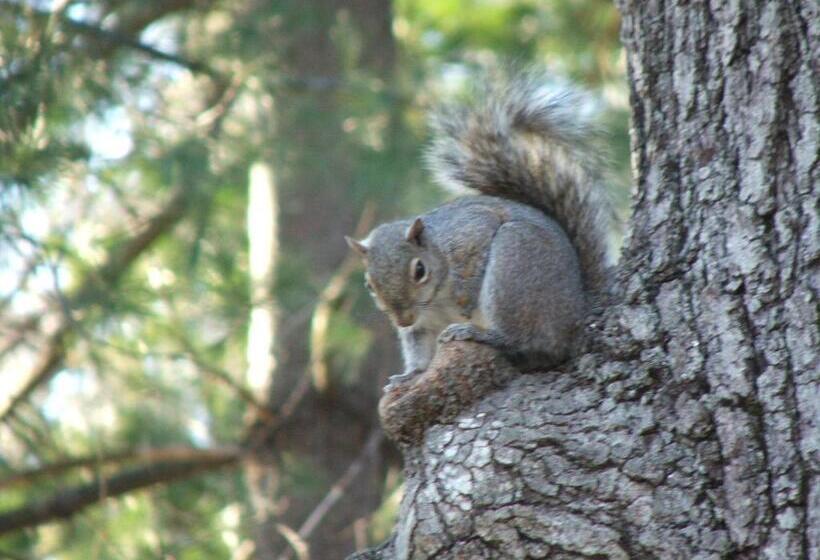 Oakland Cottage Bed And Breakfast