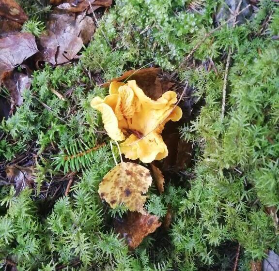 مبيت وإفطار Moshults Vandrarhem