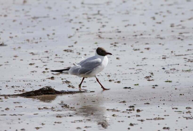 住宿加早餐 Relais Du Cap Romain
