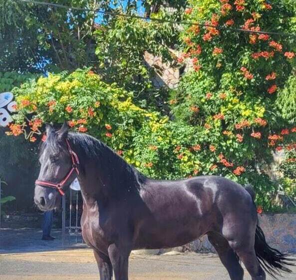 ホテル Castle Nolana