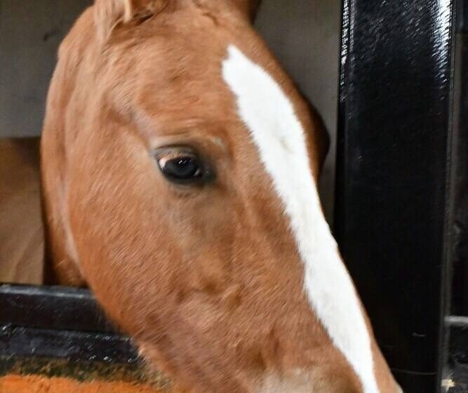 ホテル Castle Nolana