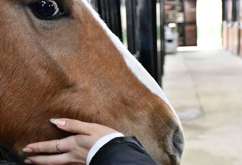 ホテル Castle Nolana