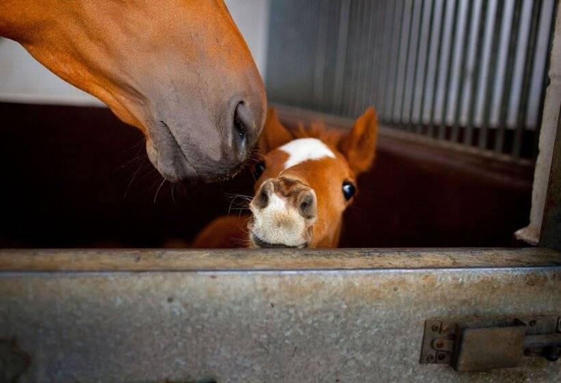 酒店 The Jockey Club Rooms