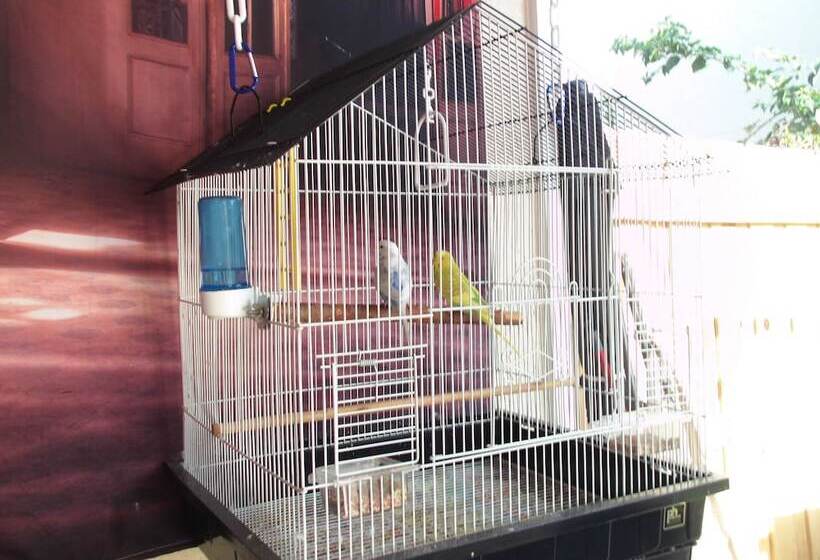 بنسيون Dawson's House