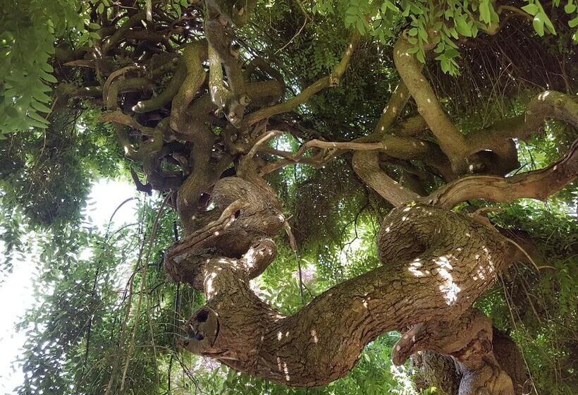 بنسيون Le Sophora