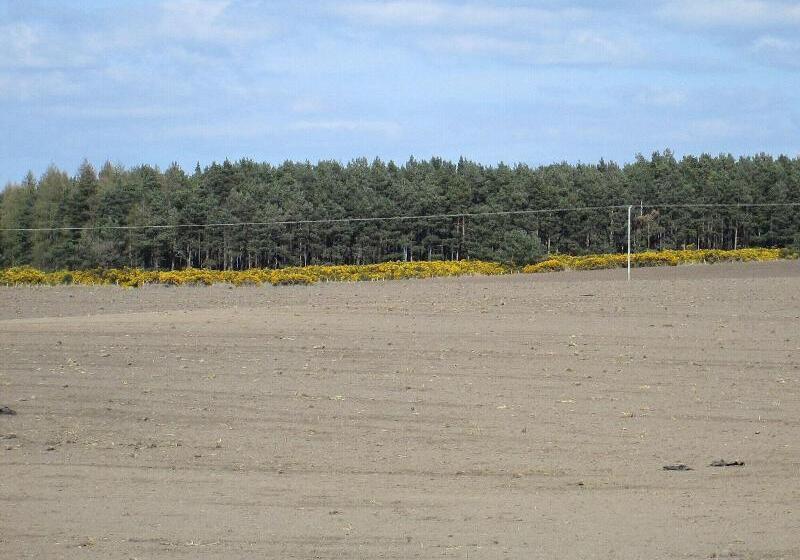 بنسيون Broomlea