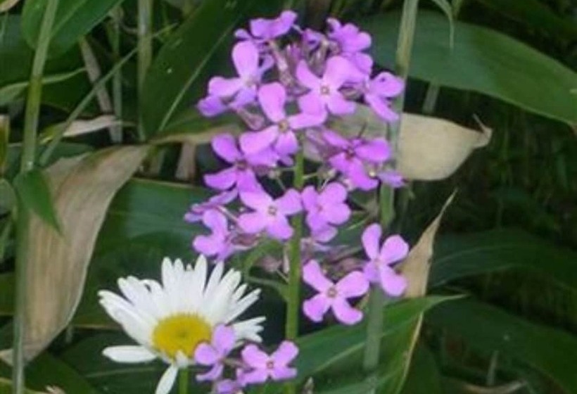 Rock Cottage Gardens B&b