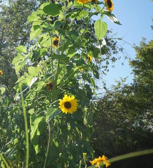 مبيت وإفطار Green Home