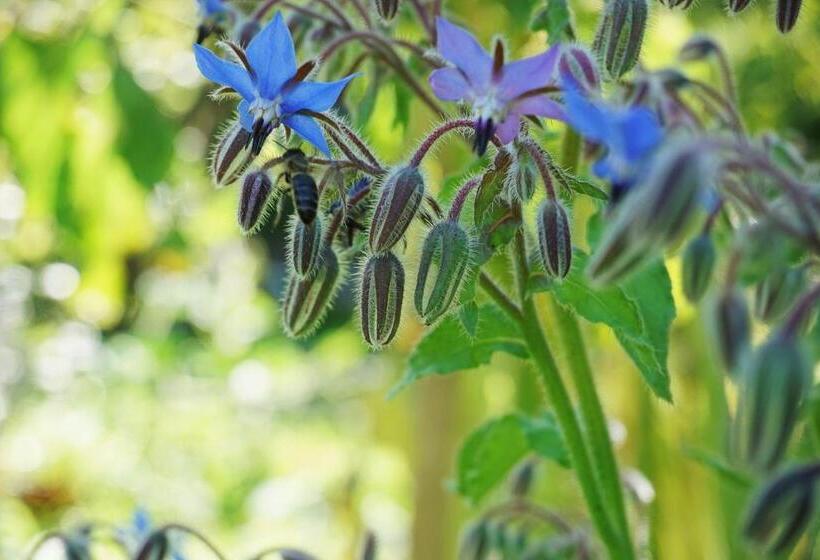 مبيت وإفطار Green Home