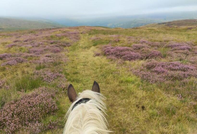 مبيت وإفطار Pentre Riding Stables
