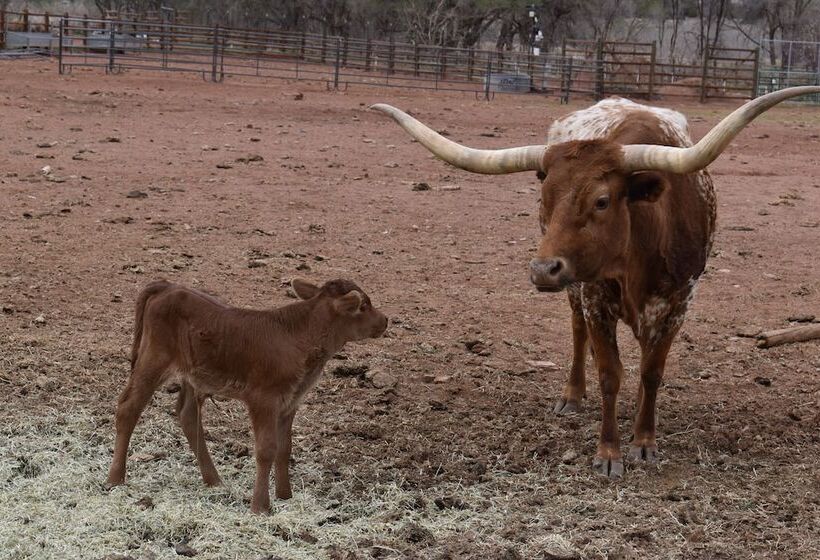 乡村酒店  Cougar Ridge