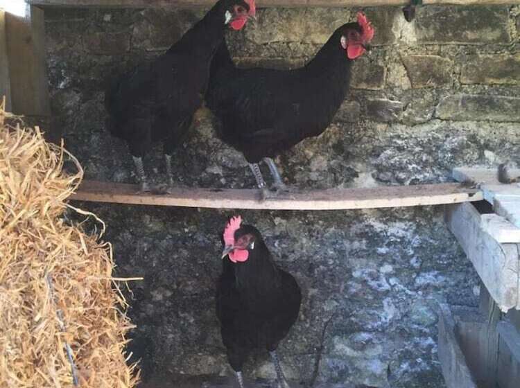 بنسيون Les Hauts De Chalonne