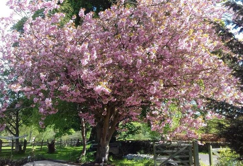 تختخواب و صبحانه The Snug @ Corry Cottage