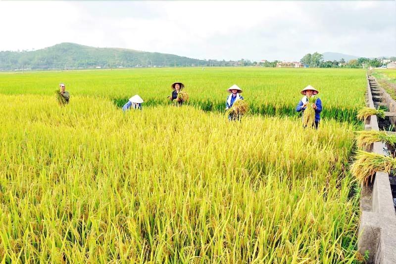 هتل Rice River Villa   Hoi An