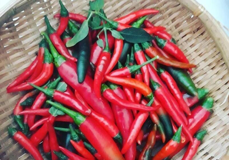 هتل Rice River Villa   Hoi An