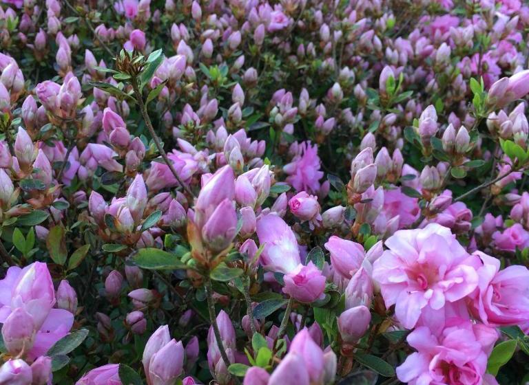 ペンション Stang Roz House