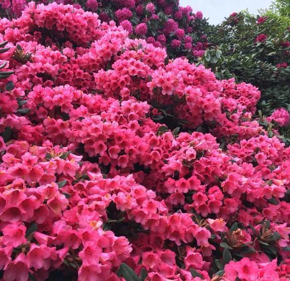 ペンション Stang Roz House