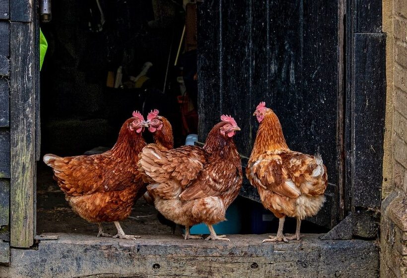 ベッドアンドブレックファースト Baileys Farm