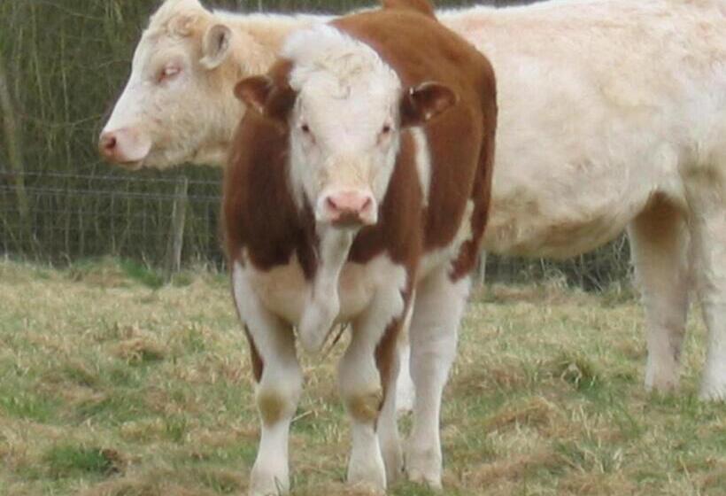 צימר Quiet Woman House