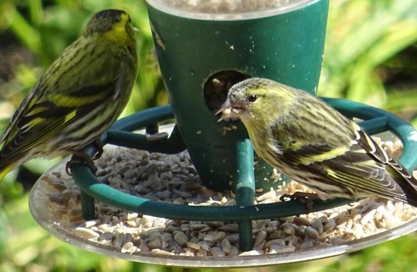 צימר Quiet Woman House